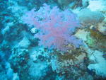 coral